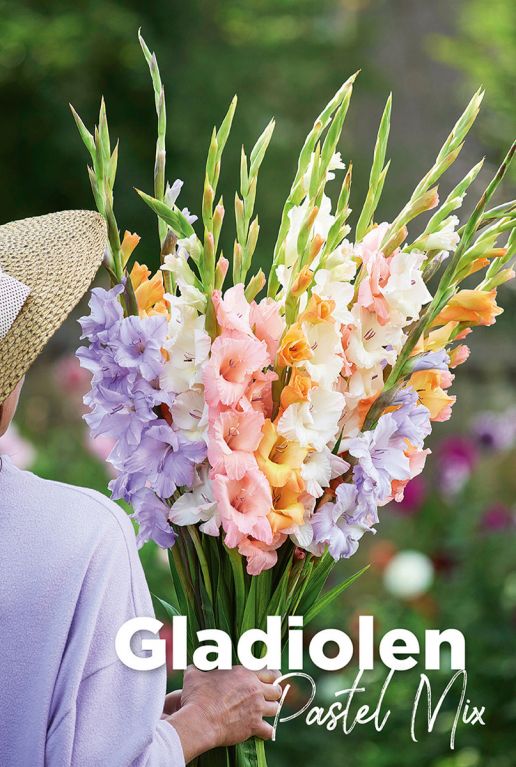 Gladiolen pastel mix bulbes a fleurs