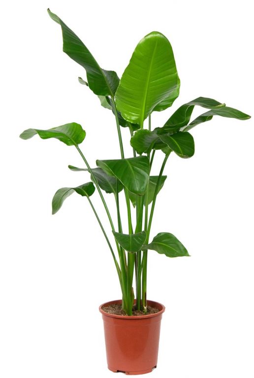 Grande strelitzia plants 1