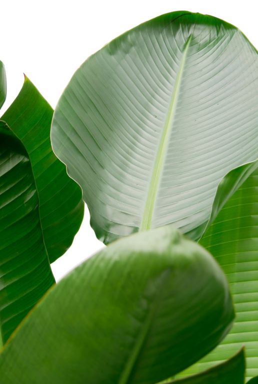 Feuille de Strelitzia nicolai 