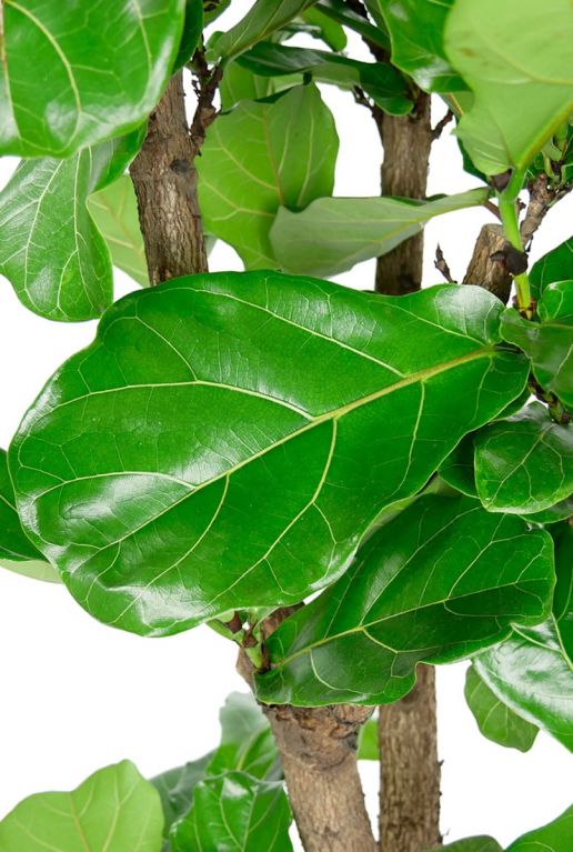 Groot ficus lyrata blad 1
