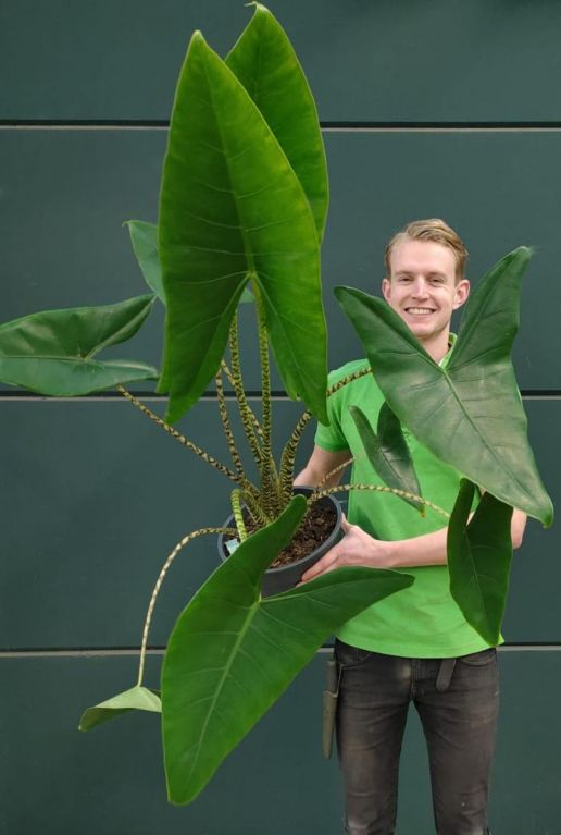 Grote alocasia zebrina