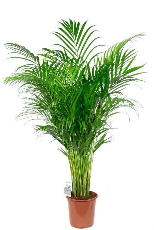 Grand palmier d'intérieur areca