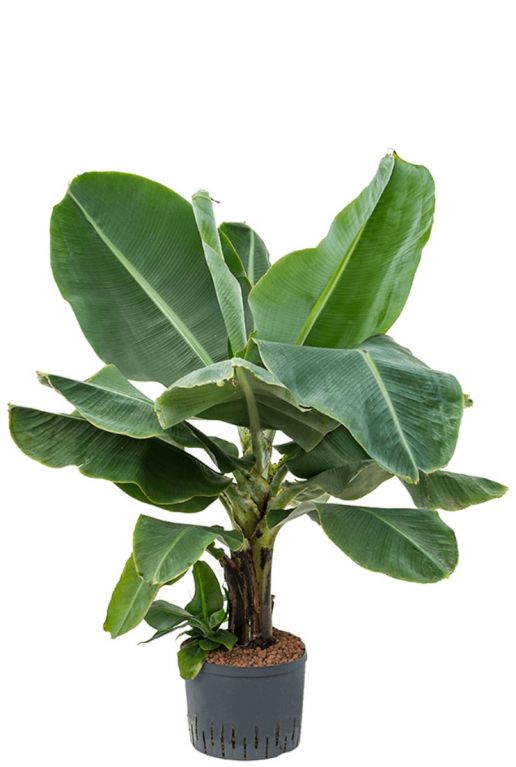 Musa dwarf cavendish