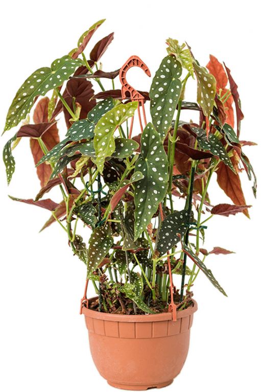 Grote begonia maculata stip begonia