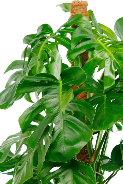 Grandes feuilles vertes de la plante Monstera hole