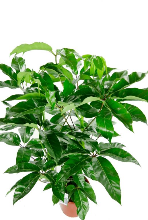 Grande schefflera amate verte