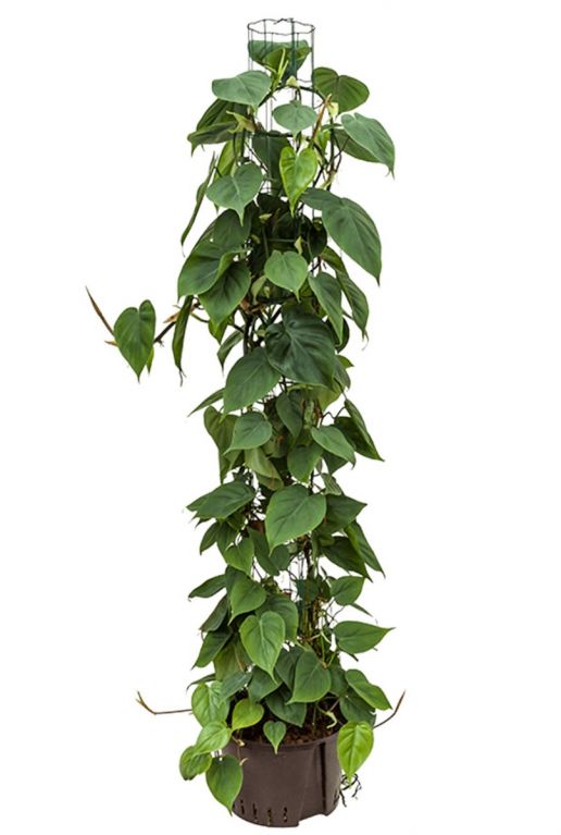 Grote philodendron scandens hydrocultuur