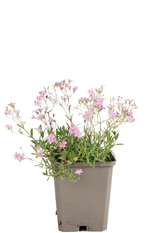 Gypsophila repens