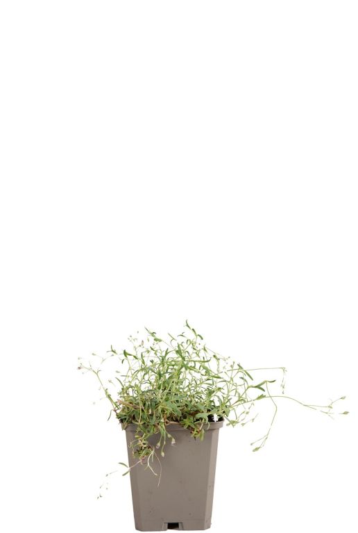 Gypsophila repens alba pot 9