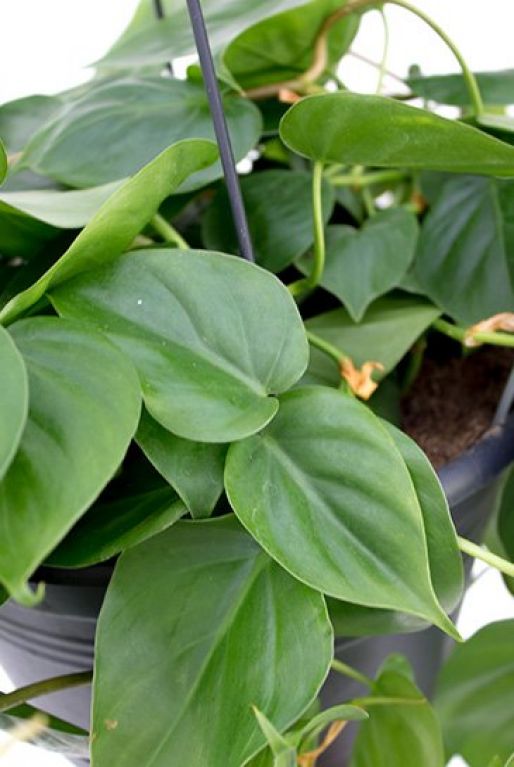 Philodendron scandens