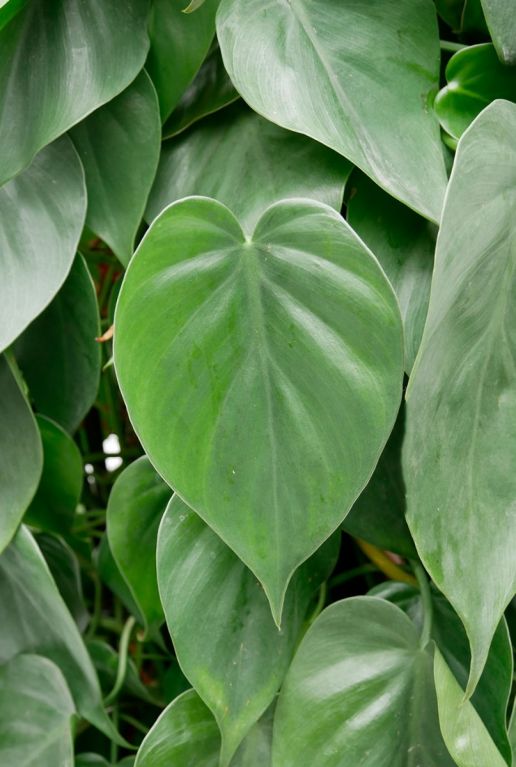 Hartvormig groen blad scandens 3