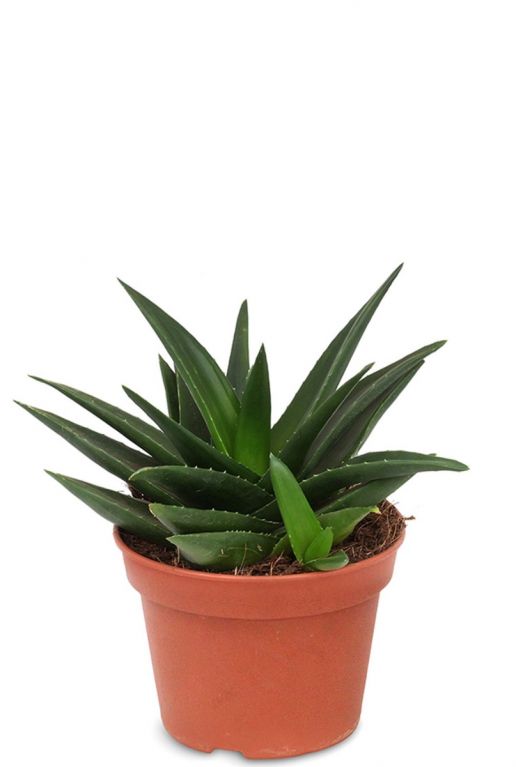 Haworthia pentagona succulent