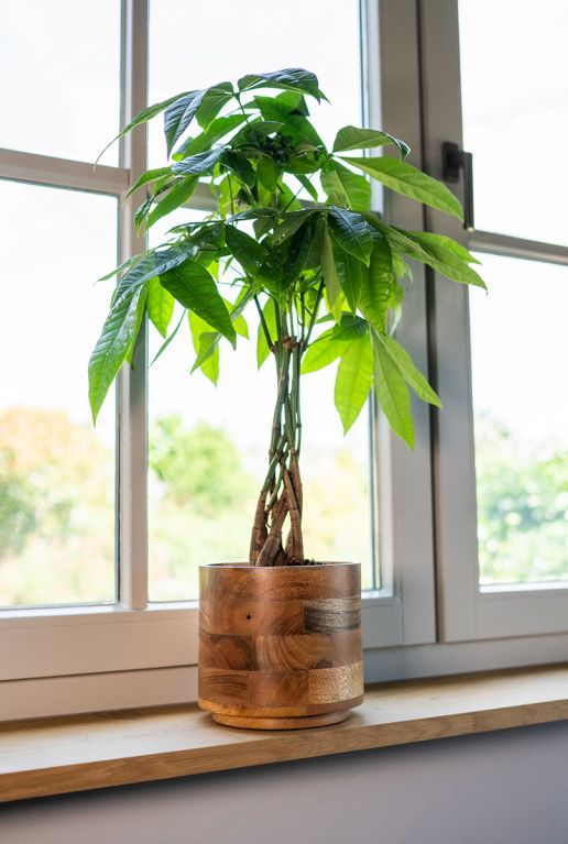 Monstera Siltepecana