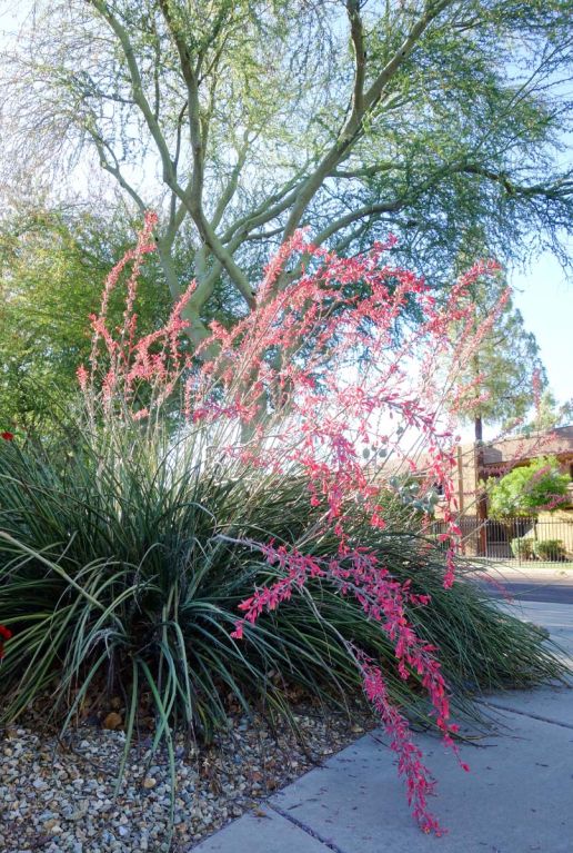 Hesperaloe parviflora plante de jardin p19