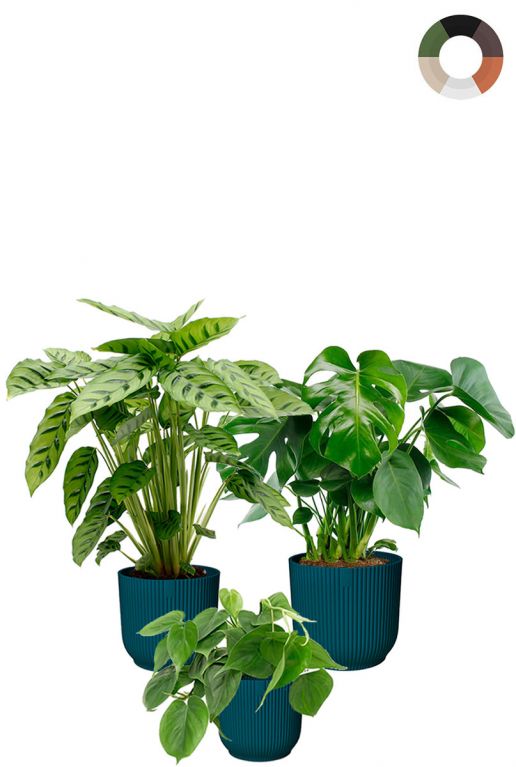 Hippe planten in potjes elho 1