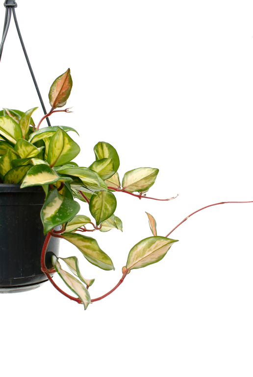 Hoya carnosa tricolor