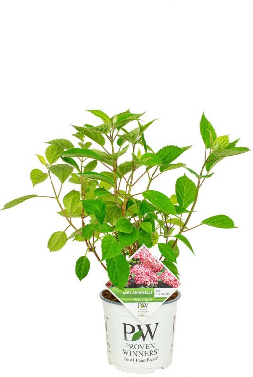 Hydrangea arborescens ruby annabelle 19
