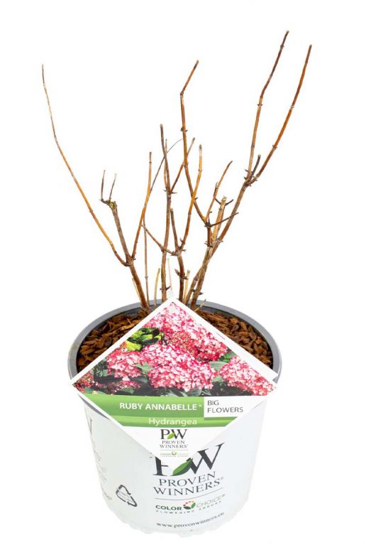 Hydrangea arborescens ruby annabelle p19