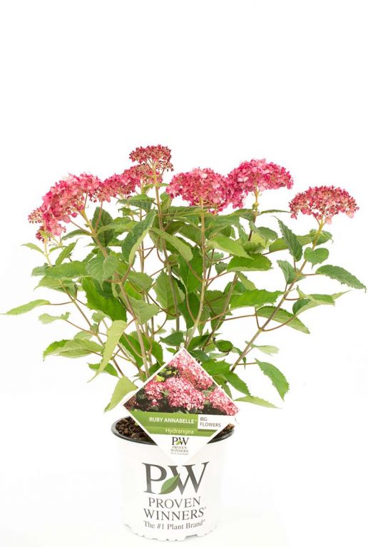 Hydrangea arborescens ruby annabelle plant 19