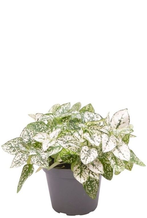 Hypoestes phyllostachya white