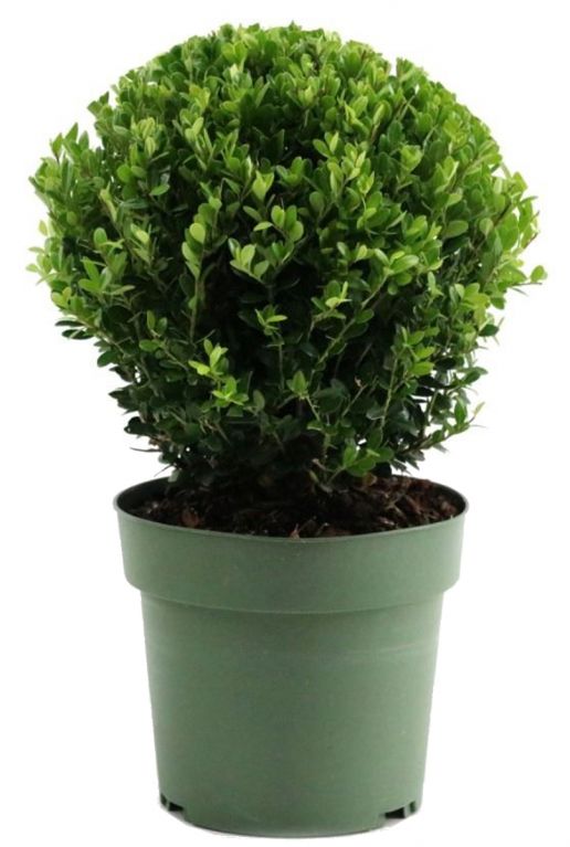 Scindapsus Treubii Dark