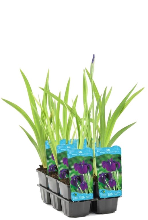 Iris kaempferi plant p9