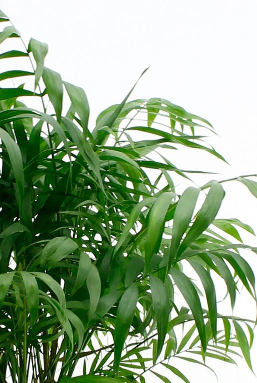 Kamerplant chamaedorea elegans