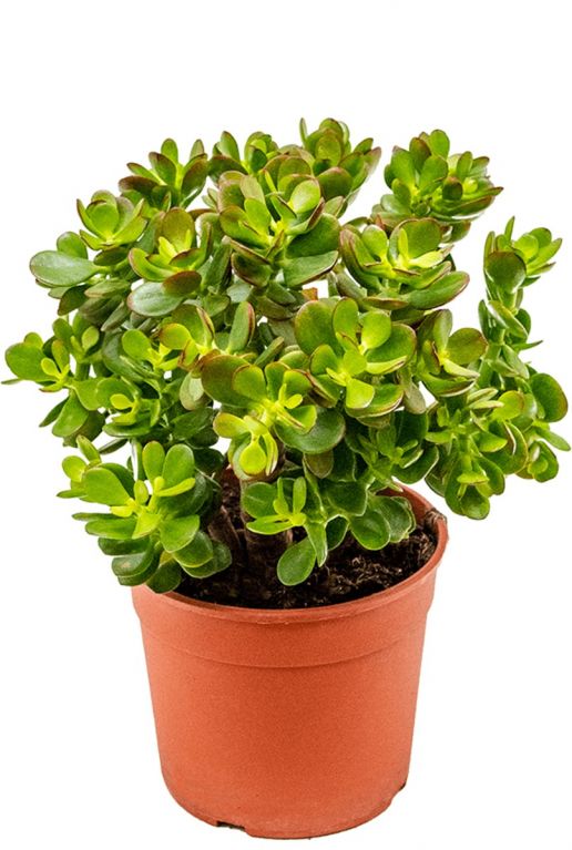 Crassula ovata minor