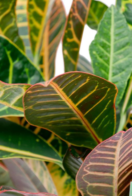 Kamerplant croton wonderstruik 1
