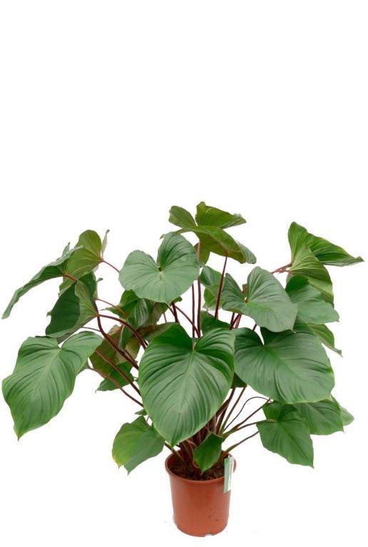  Homalomena rubescens Maggy kamerplant 