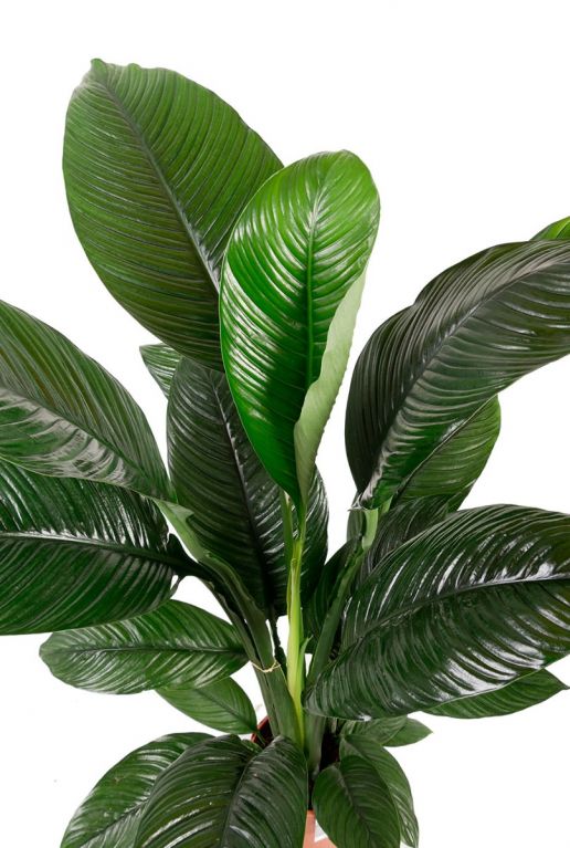 Plante d'intérieur à grandes feuilles 