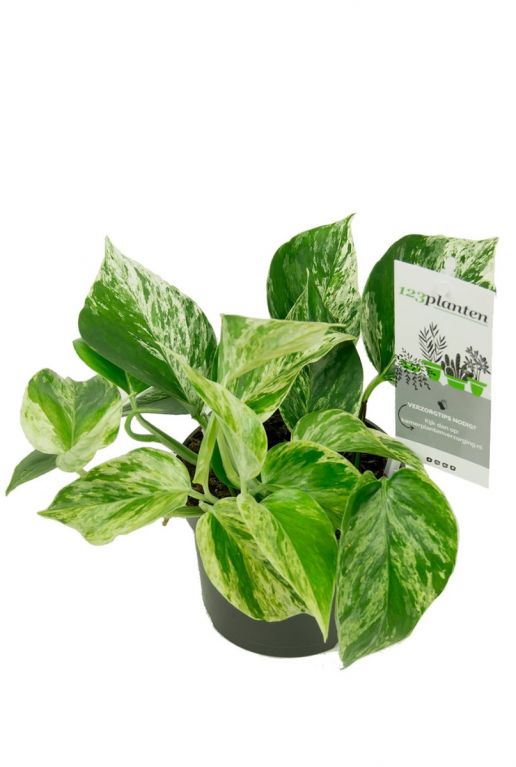 Kamerplant met witte vlekjes