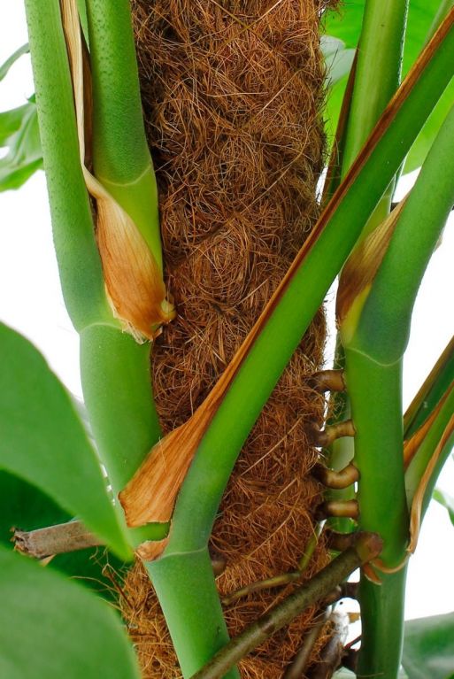 Plante d'intérieur Philodendron Monstera sur bâton de mousse