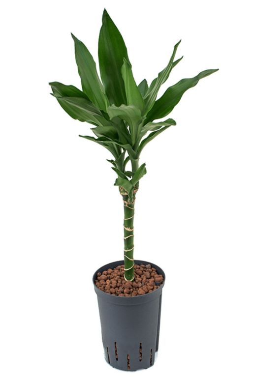 Kleine dracaena hydrocultuur
