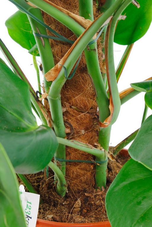 Le Monstera est une plante grimpante qui pousse sur un bâton de mousse.