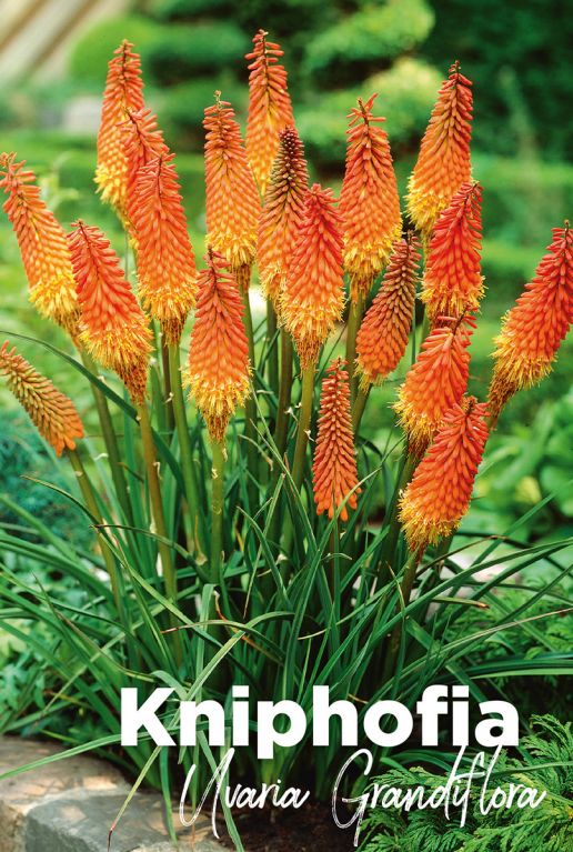 Kniphofia uvaria grandiflora bulbes a fleurs