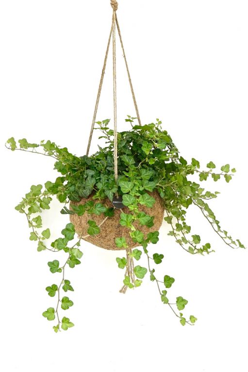 Kokodama hedera helix wonder