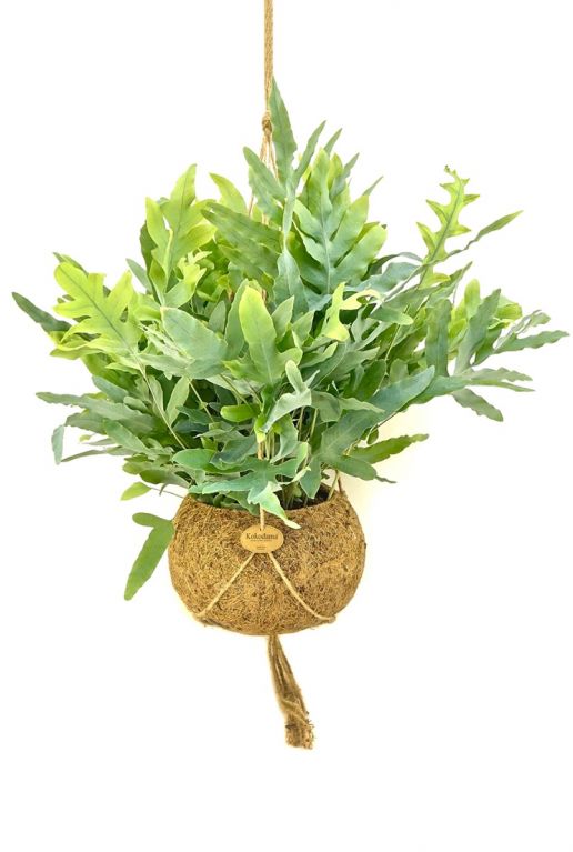 Kokodama phlebodium blue star 1