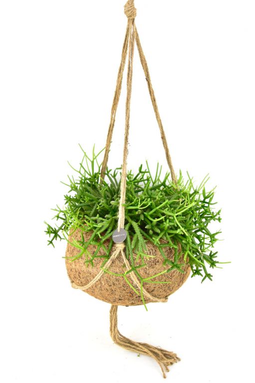 Kokodama rhipsalis heteroclada