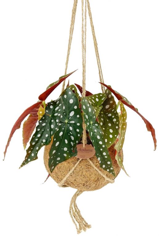 Kokodama stippenbegonia
