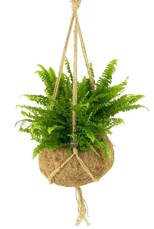 Kokodama varen green lady