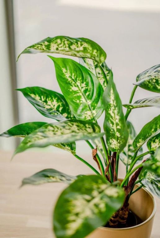 Kunst dieffenbachia sfeer 2
