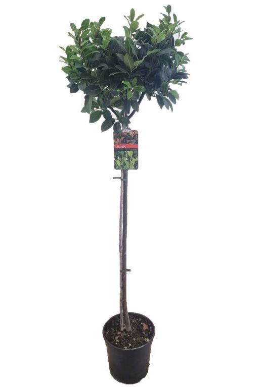 Laurus nobilis plant