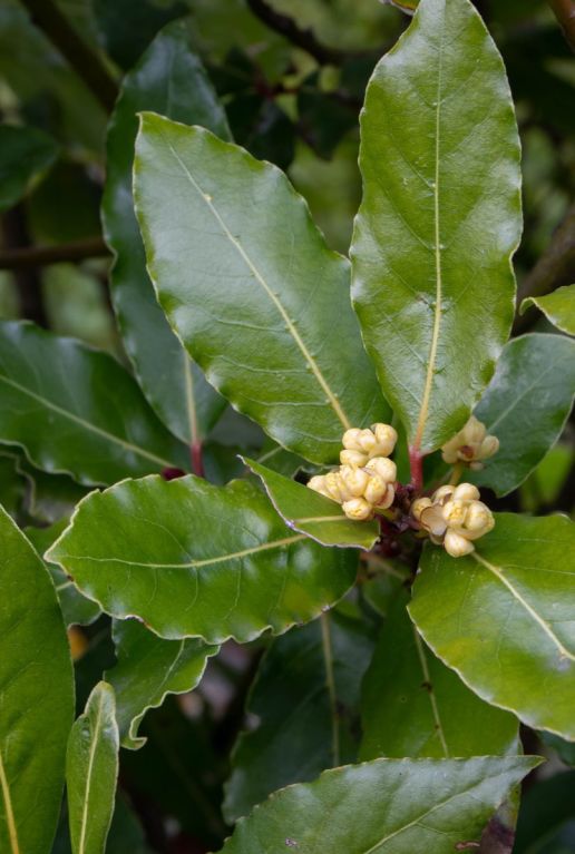 Laurus nobilis plante de jardin p15