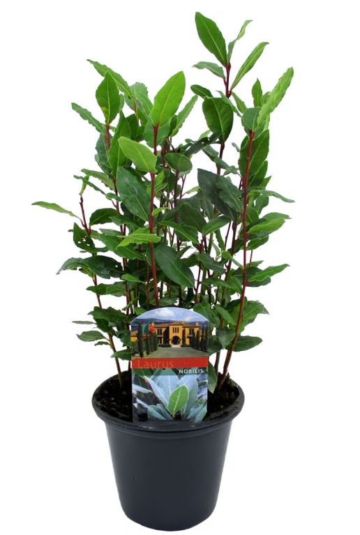 Laurus nobilis tuinplant p15