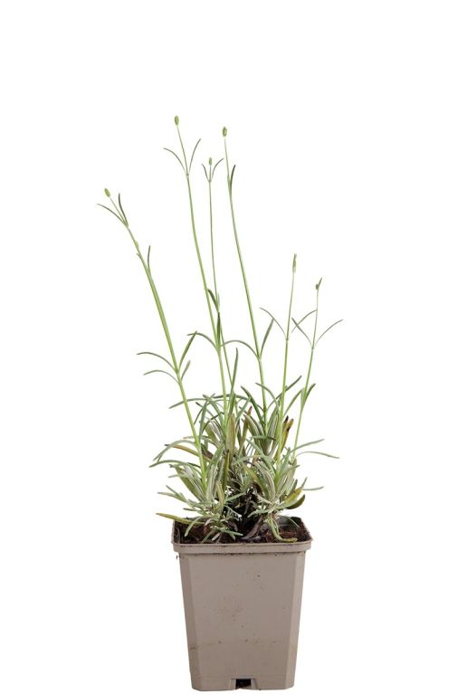 Lavandula ang