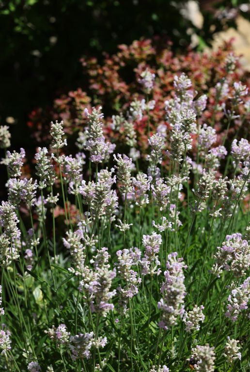 Lavandula angustifolia edelweiss plante de jardin