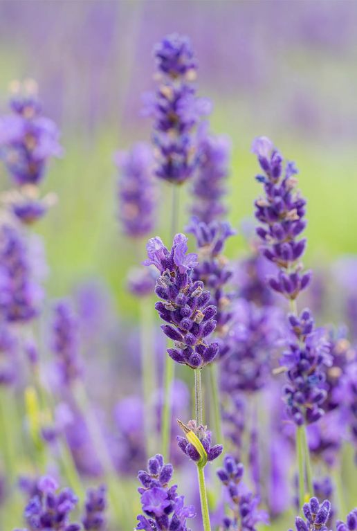 Lavandula angustifolia hidcote