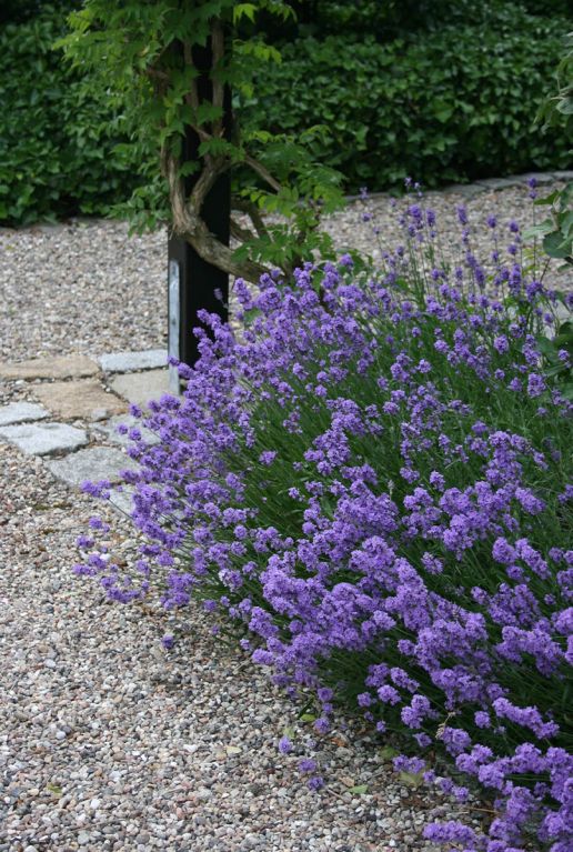 Lavandula angustifolia hidcote plante de jardin