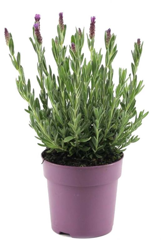 Lavendel stoechas anouk p12 plante de jardin